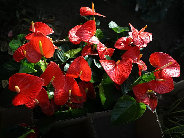 Antúrio como cuidar para manter flores vermelhas vibrantes e saudáveis