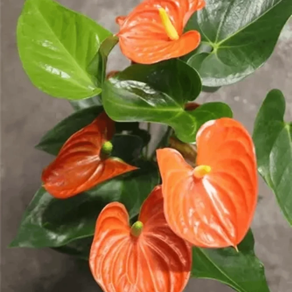 Agrupamento de antúrios cor de laranja vibrantes e folhas verdes escuras, exemplificando Antúrio como cuidar para um crescimento saudável e florido.