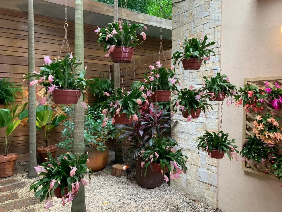 Belíssimo arranjo de diversas flores de maio em tons de rosa claro e branco penduradas e em vasos no chão, criando um ambiente exuberante e inspirador para aprender como cuidar da flor de maio.