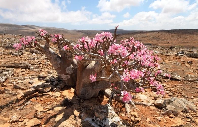 Rosa do deserto como replantar: uma rosa do deserto em flor com tronco espesso em um deserto rochoso e árido.