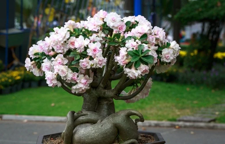 Rosa do deserto como replantar: uma rosa do deserto em vaso com flores brancas e rosadas, apresentando um caudex escultural.