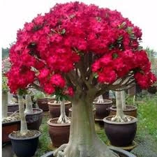 Rosa do Deserto Anaconda