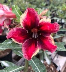 Rosa do Deserto Capixaba