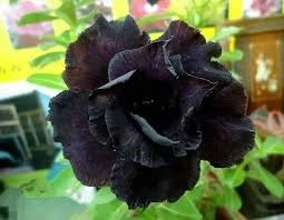 Rosa do Deserto Preta